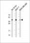 CREB(S133) Antibody